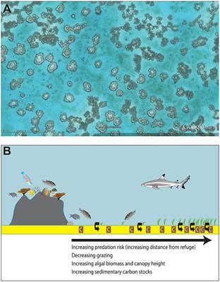 Predators Shape Sedimentary Organic Carbon Storage in a Coral Reef Ecosystem